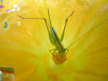 Squash Blossom