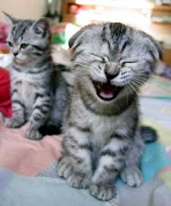 Kucing Aja Ketawa