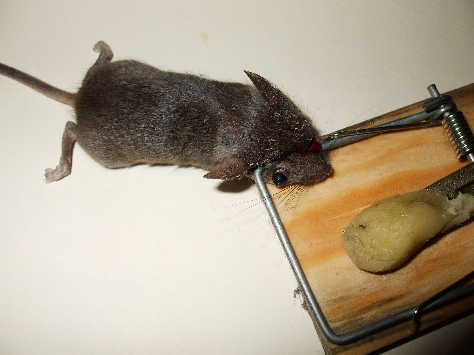 dead mouse pics