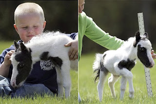 LA RAZA DE PERRO MAS PEQUENA la raza de perro mas pequena: