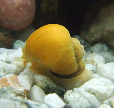 Green Apple Snail
