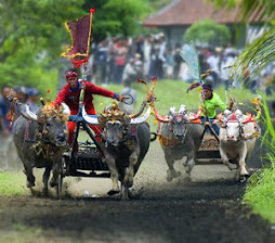 kerapan sapi