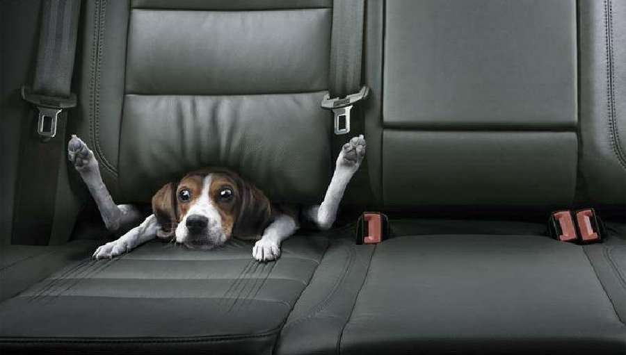 [Backseat.jpg]