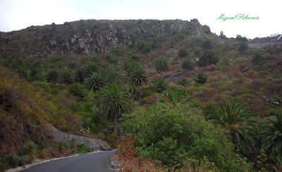 Palmeral