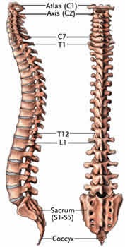 BeYOND MASSAGE THERAPY: Anatomy of the Spine