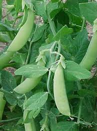 a look at the mendels experiments with pea plant Gregor mendel describes his experiments with peas showing that heredity he carefully pollinated the plants, saved seeds to plant separately,. a look at the mendels experiments with pea plant Gregor mendel describes his experiments with peas showing that heredity he carefully pollinated the plants, saved seeds to plant separately,.