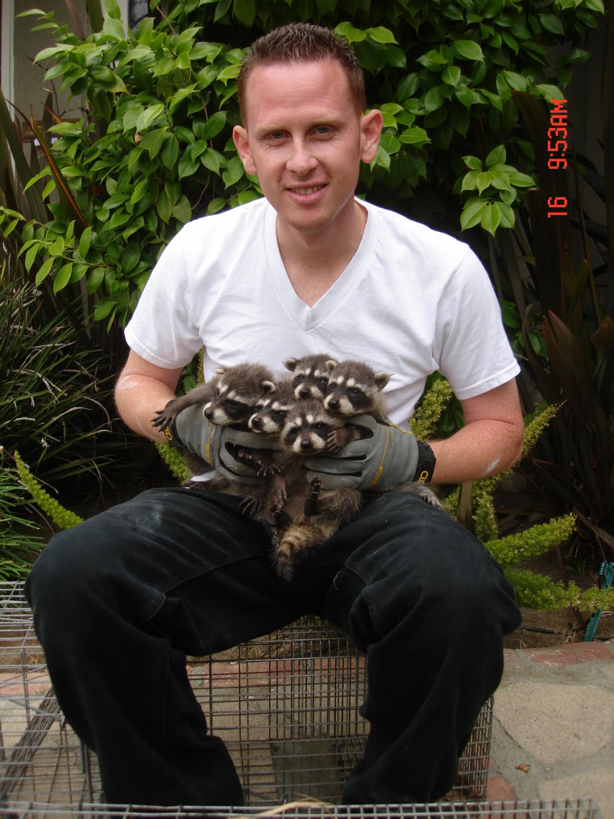 Animal Capture Wildlife Control Los Angeles Raccoon Removal In Long