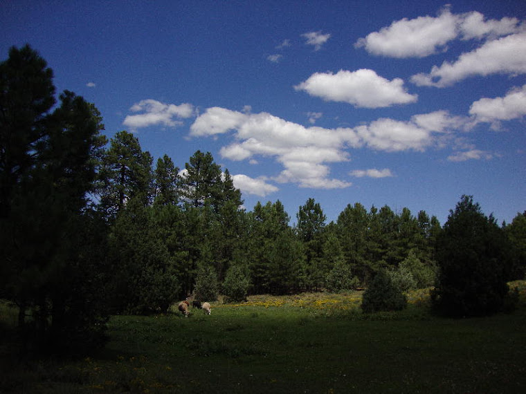 Cows Grazing Peacefully