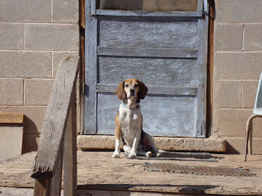 Beagle at Home