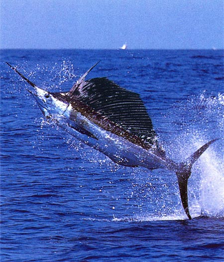 [Imagen: swordfish-lg.jpg]