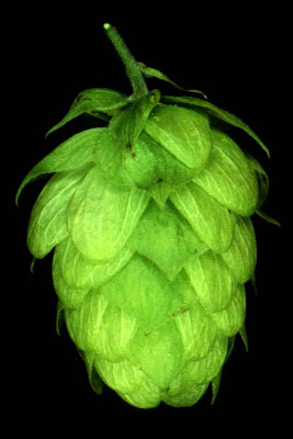 lúpulo
