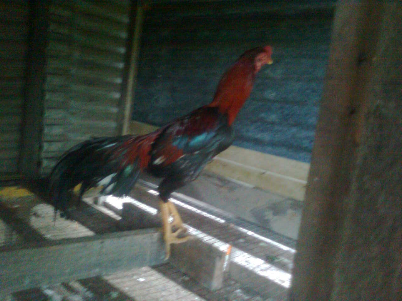 Selamat Datang Ayam Siam Sabung Disember Selamat Datang Ayam Siam Sabung Disember