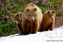 HELP SAVE THIS BEAUTIFUL SPECIES OF BEAR