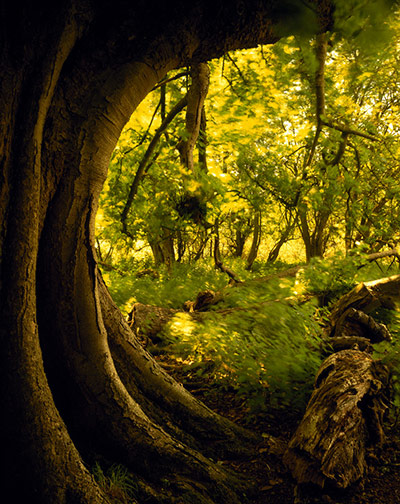 dating ancient trees Ancient trees are trees of great age – over 300 years for an oak tree ancient oaks may show some of these characteristics: • far fatter than usual with a very wide trunk. dating ancient trees Ancient trees are trees of great age – over 300 years for an oak tree ancient oaks may show some of these characteristics: • far fatter than usual with a very wide trunk.