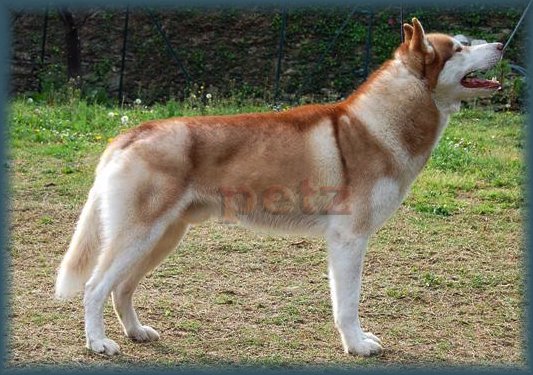 [husky+b+12-33.jpg]