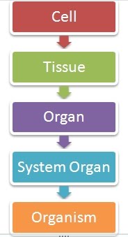 [CellTissueOrganSystemOrganOrganism.jpg]