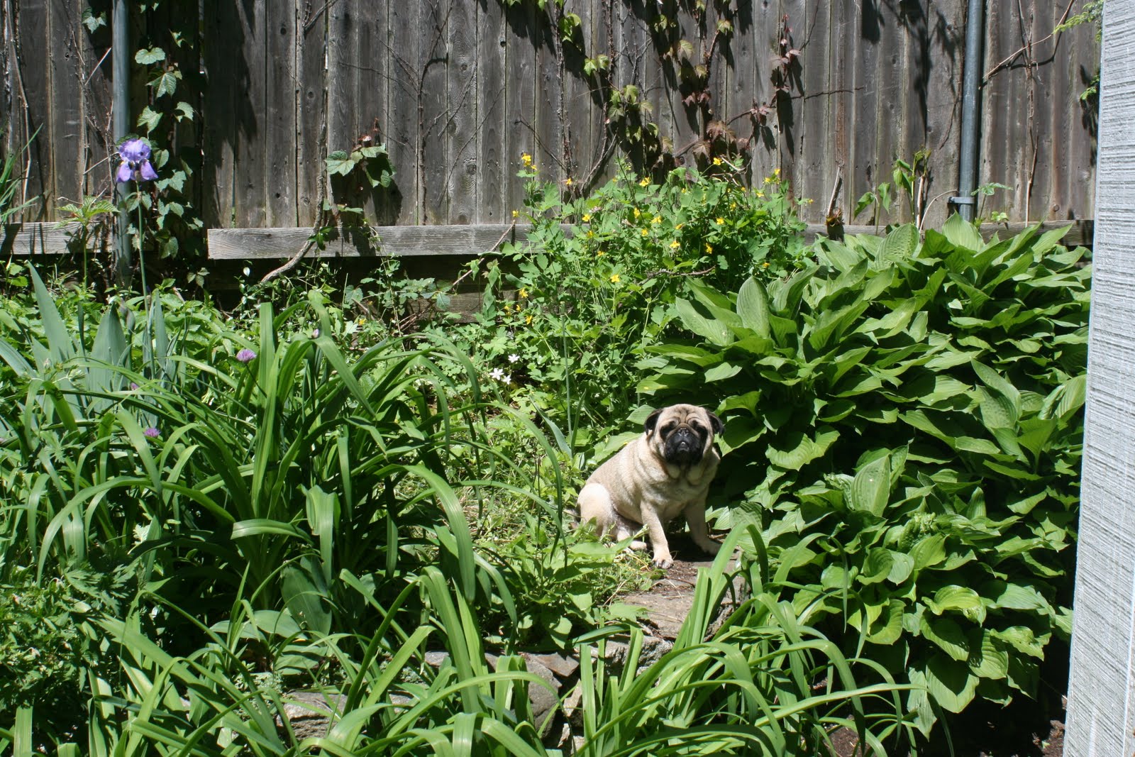 Patrick and the Pugs Garden Pug