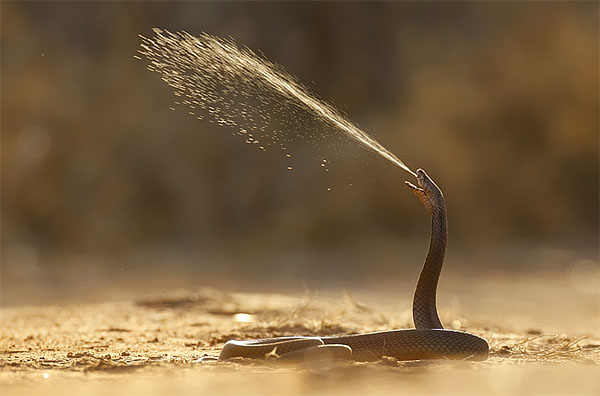 Mozambique Spitting Cobra Mozambique Spitting Cobra. Mozambique Spitting Cobra
