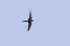 Photo of the Week: Pacific Swift