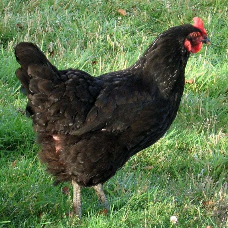 Nova Scotia Island Journal chicken dreams come true
