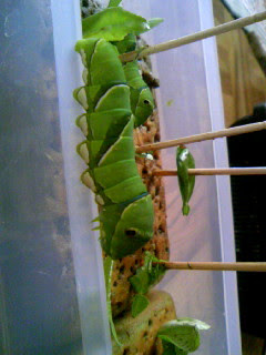 短期バイトとアゲハチョウ 蛹化に失敗したナミアゲハ幼虫