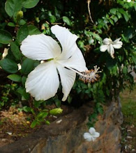 White Hibiscus