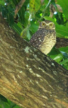 Burrowing Owl up in a Tree?
