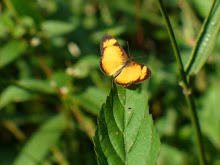 Yellow butterfly