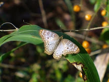grey butterfly