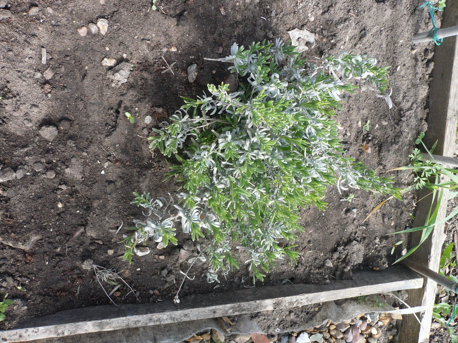 Growing your own veg This all started with a dead lavender plant