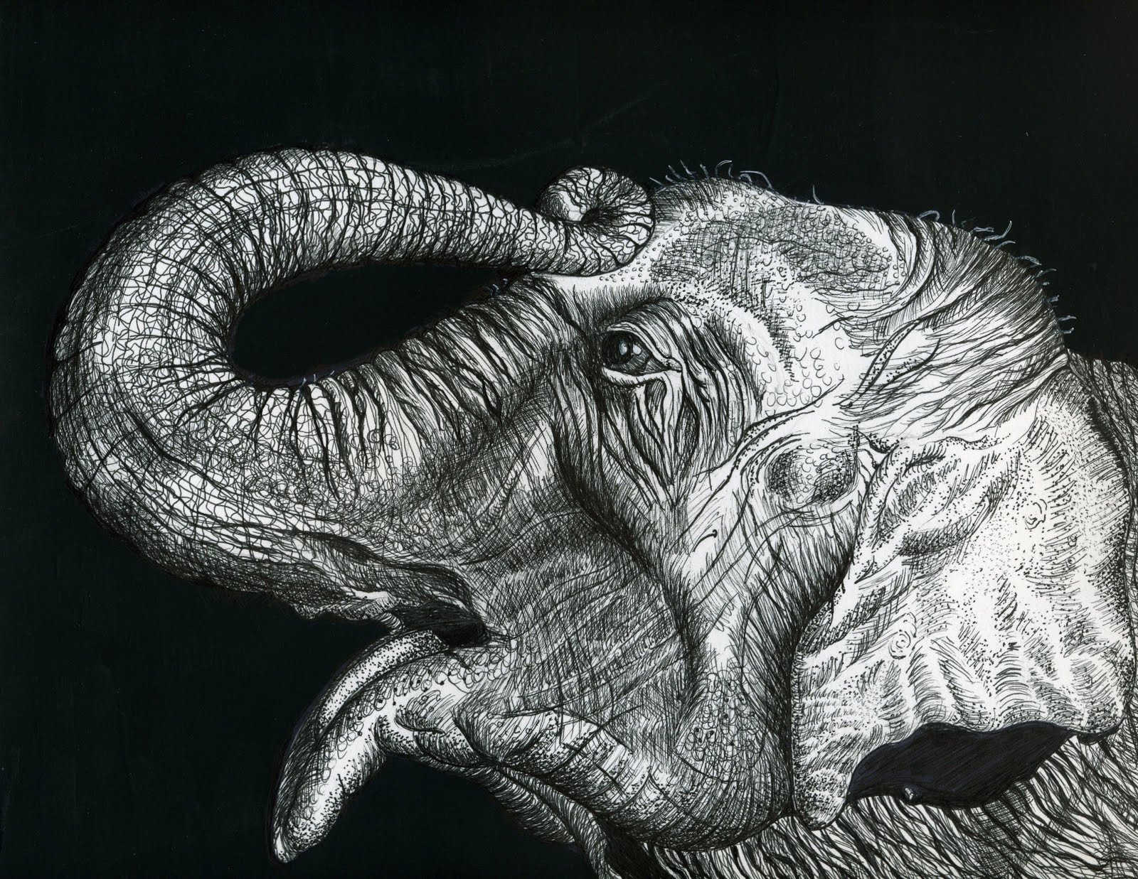 Insanad's Projects Pen and Ink on Bristol Board