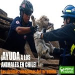 Ayuda a los animales afectados por el terremoto en Chile