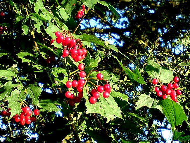 vogelbeeren hund