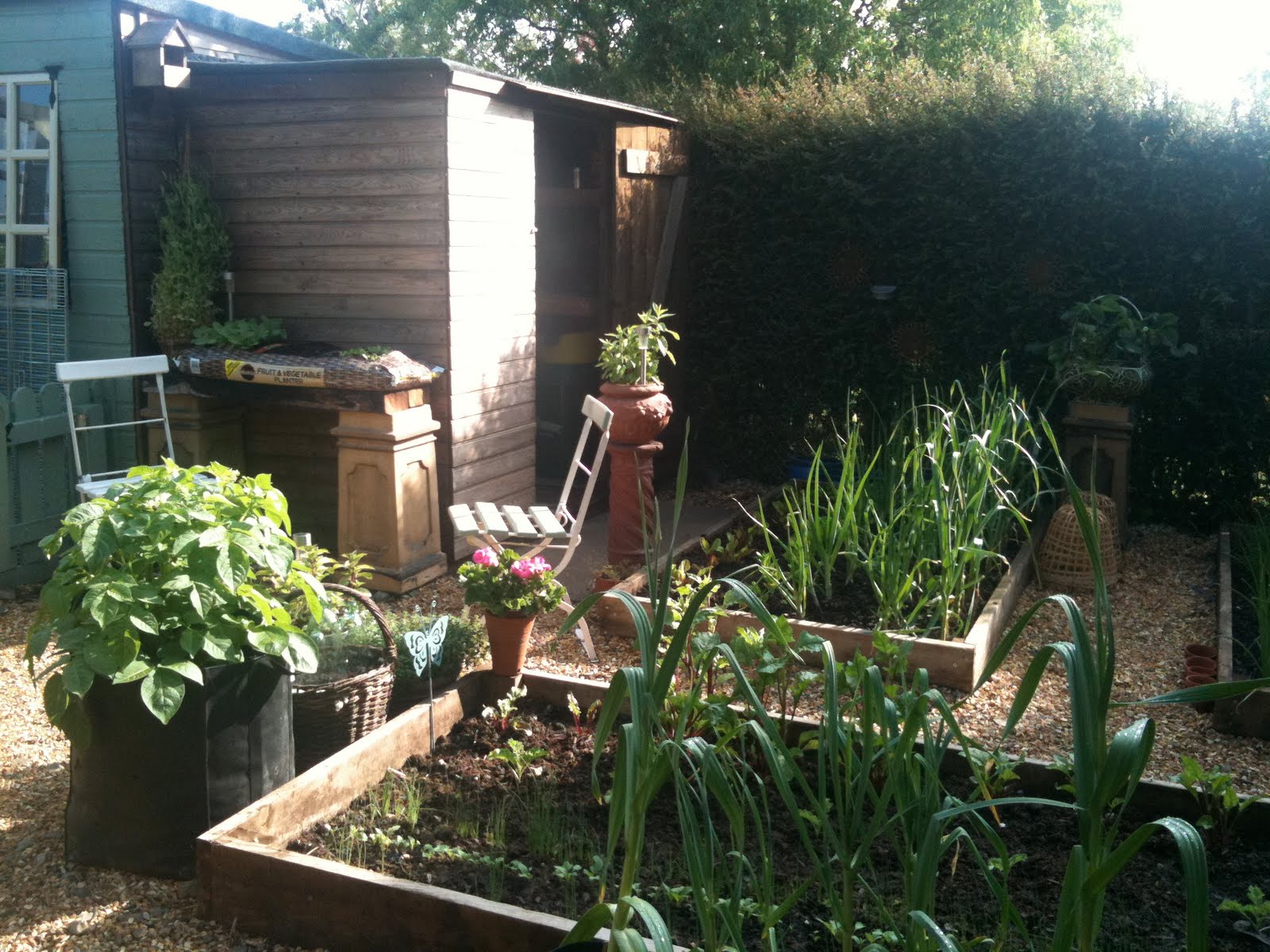 Zamoey's Blog: Raised Vegetable Gardening