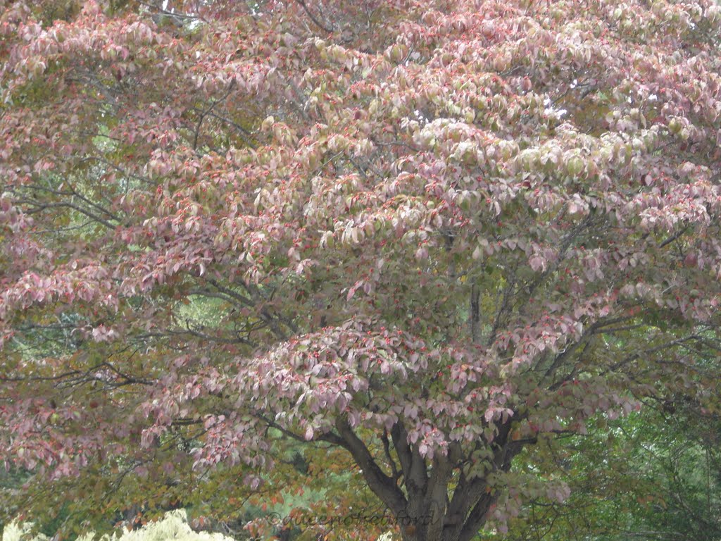 Planting+dogwood+trees+in+fall