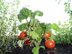 mini cherry tomato