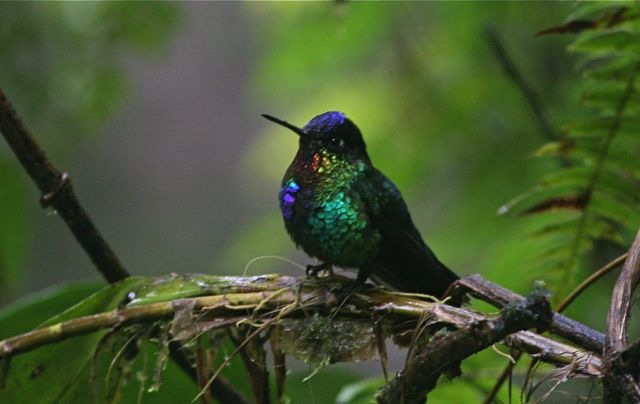 [FieryThroatedHummingbird3.jpg]