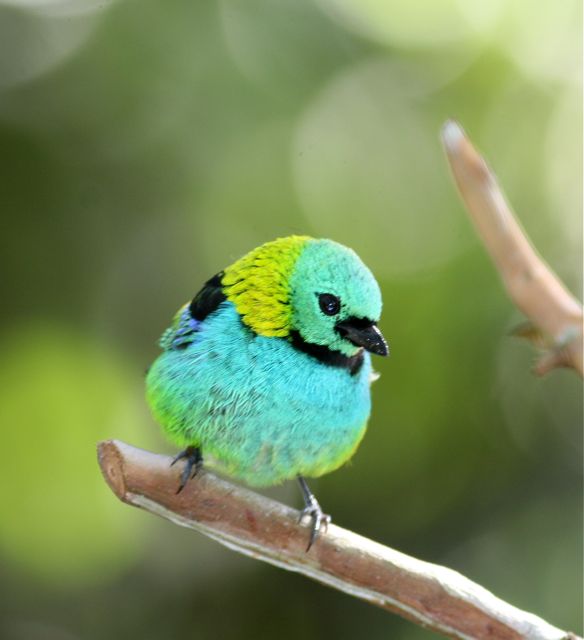 [GreenheadedTanager.jpg]