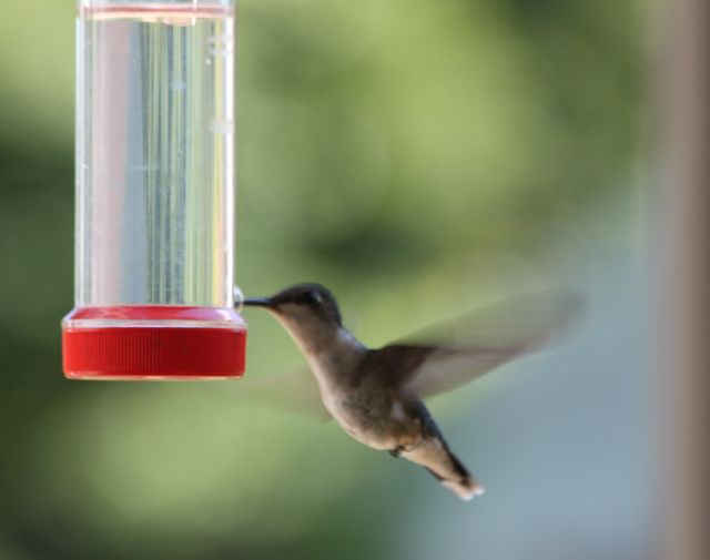 [HummerWingPath.jpg]