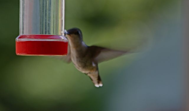 [HummerWingPath2.jpg]