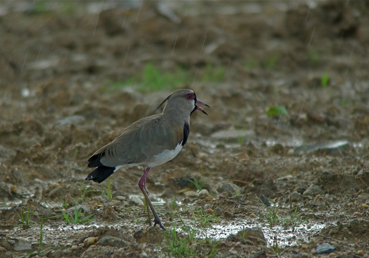 [SouthernLapwing.jpg]