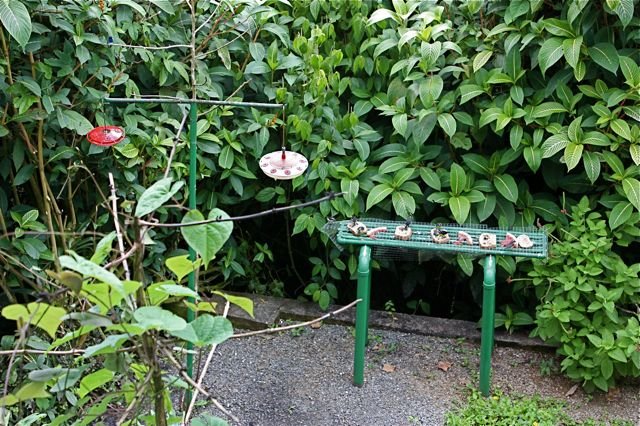 [AsaWrightFeeders.jpg]