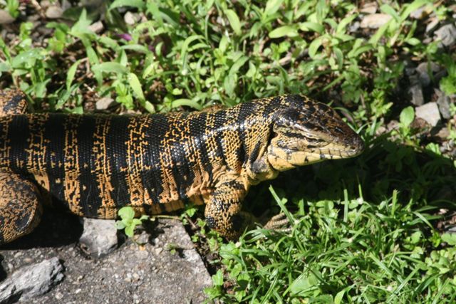[TeguLizard.jpg]