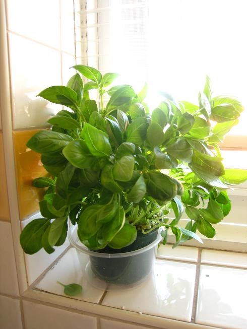[basil.JPG]