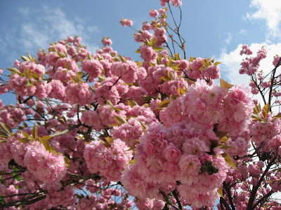 Cherry Blossoms in Paris springtime