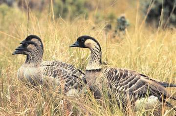 Hawaiian Geese -- Most seventh grade teachers would love to travel to Hawaii to photograph these.