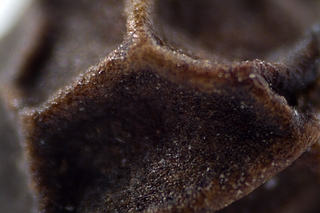 [sized_EOS_2286_peper.JPG]