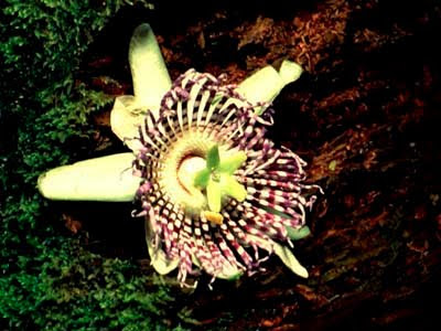 taman nasional, indonesia, ilmuku, gunung gede