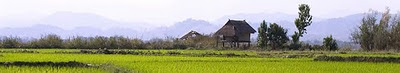 Rice field in Northern Laos