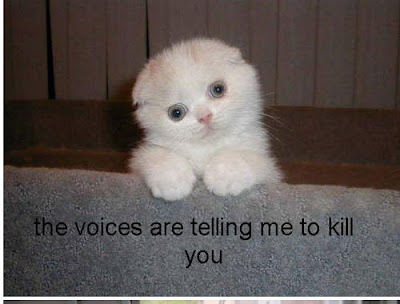 Funny Animals: cute funny cats